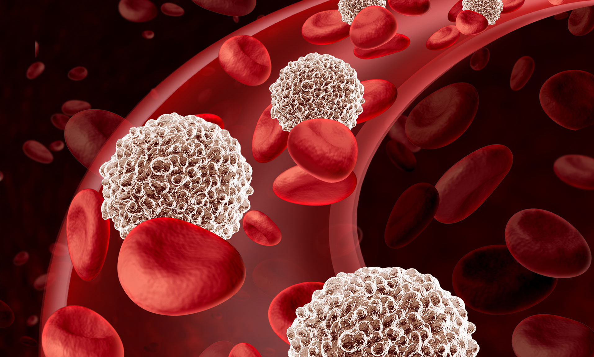 4 лейкоцитоз. Лейкоциты. Белые клетки крови. Лейкоциты клетки крови которые. Лейкоциты картинки.